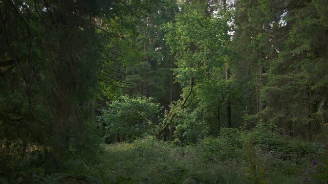 Shaded Mixed Trees and Understory Plants in Quiet Forest 4K Static shot of mixed green trees and thick undergrowth in forest.