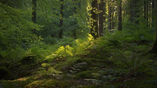 Morning Beam Lighting Ferns on Mossy Slope in Quiet Forest 4K Sunlight breaks through young tree branches to pick out bright fern fronds on a mossy forest slope in early morning.