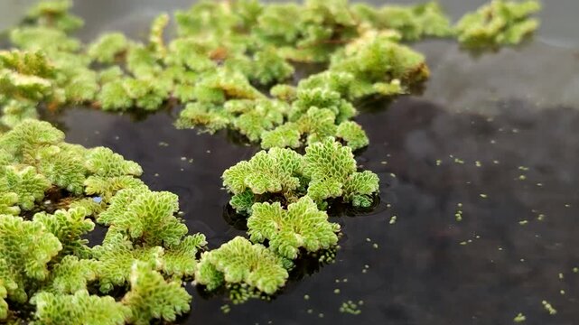 Azolla microphylla or Mexican mosquito fern or Azolla mexicana aquatic fern floating on water. This plant has a high plant-based protein content, making it ideal as animal feed