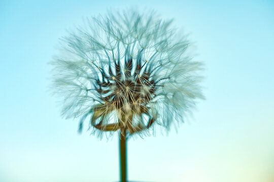 Blooming dandelion in nature against the blue sky. Old dandelion close up