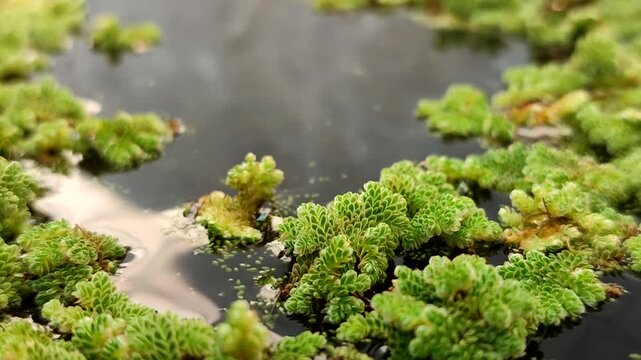 Azolla microphylla or Mexican mosquito fern or Azolla mexicana aquatic fern floating on water. This plant has a high plant-based protein content, making it ideal as animal feed