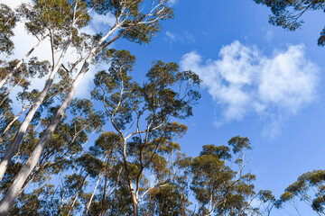 tall eucalyptus trees and blue sky with light cloud © Veronica