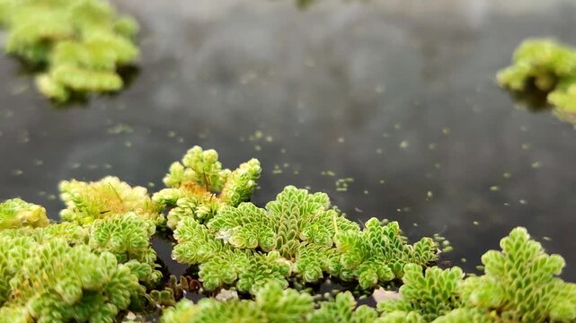 Azolla microphylla or Mexican mosquito fern or Azolla mexicana aquatic fern floating on water. This plant has a high plant-based protein content, making it ideal as animal feed