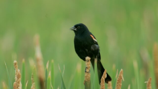 Red winged blackbird bird singing tweeting Close up