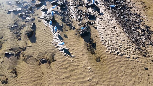 Aerial View of Seagulls on Sandy Beach with Ripples