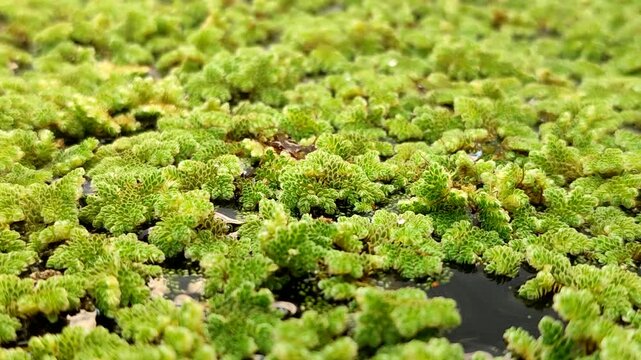 Azolla microphylla or Mexican mosquito fern or Azolla mexicana aquatic fern floating on water. This plant has a high plant-based protein content, making it ideal as animal feed