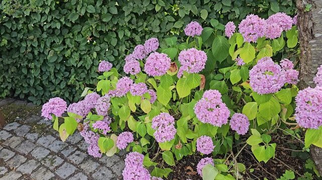 Pink hydrangea macrophylla bush blooming with green leaves in a garden during summer season