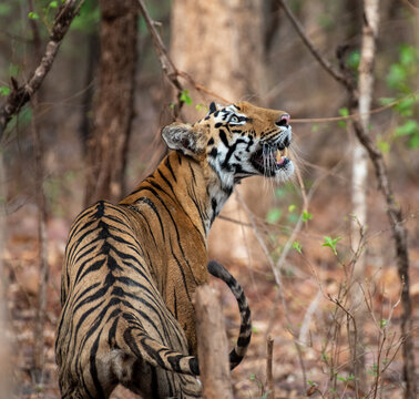 Royal Bengal tiger in the forest. Close up, selective focus.