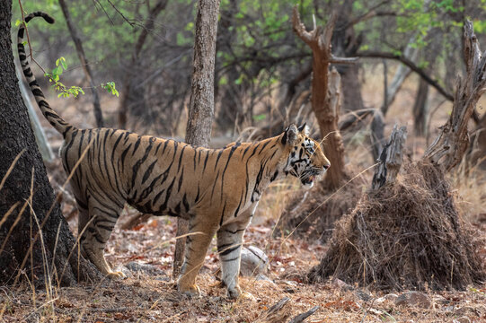 Tiger marking its territory in the forest. Selective focus. 