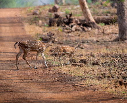 Close up of a spotted deer female and her young one in the forest