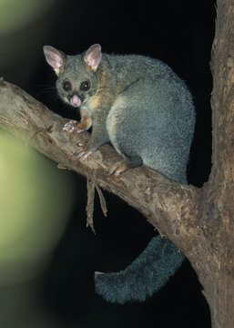 A wild common brushtail possum (Trichosurus vulpecula) on a branch at night, Victoria, Australia