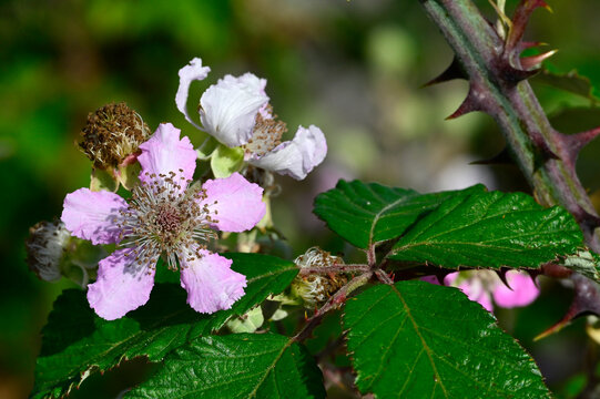 Mittelmeer-Brombeere, Ulmenblatt-Brombeere // Burbank's thornless blackberry (Rubus ulmifolius) - Pena de Francia, Spanien