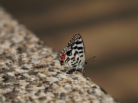 Zebra swallowtail butterfly resting on textured stone surface in natural sunlight