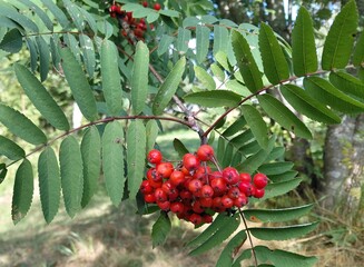 Red rowan berries growing on a mountain ash tree © I