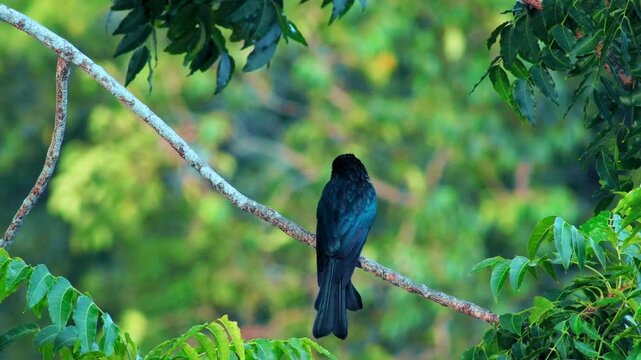 Hair-Crested Drongo Perched in Tropical Forest Foliage
