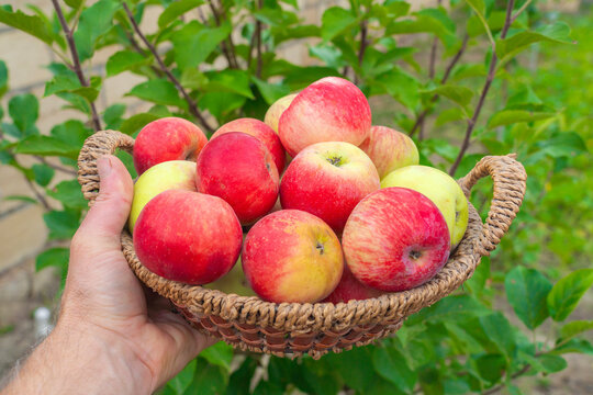 A farmer holds a wicker basket with organic apples harvested from his orchard