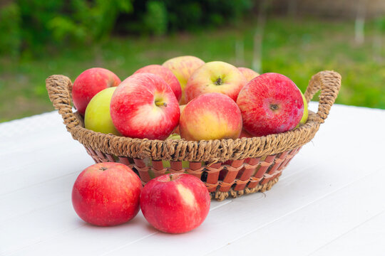 A harvest of summer apples in wicker basket grown in an ecologically clean place without fertilizers