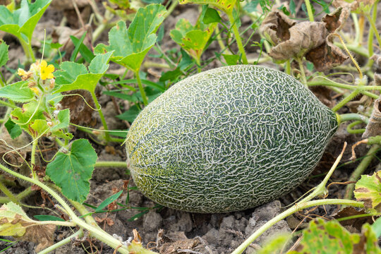 Ripe melon in the garden