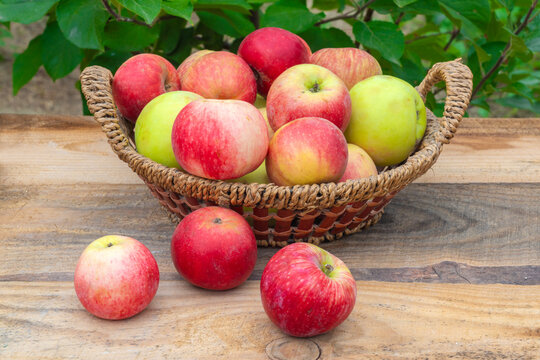 A harvest of summer apples in wicker basket grown in an ecologically clean place without fertilizers