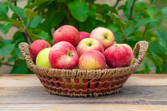 A harvest of summer apples in wicker basket grown in an ecologically clean place without fertilizers