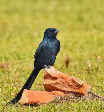 Black Drongo Perched on Brick in Green Grassland Habitat