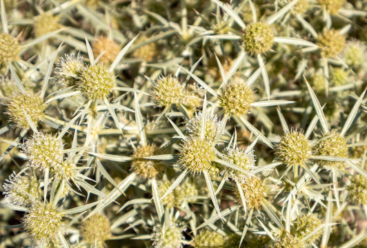 Detalle de cardo silvestre seco con espinas claras