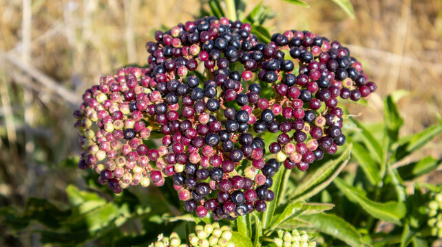 Racimo de bayas silvestres de yezgo madurando con frutos negros y rojos