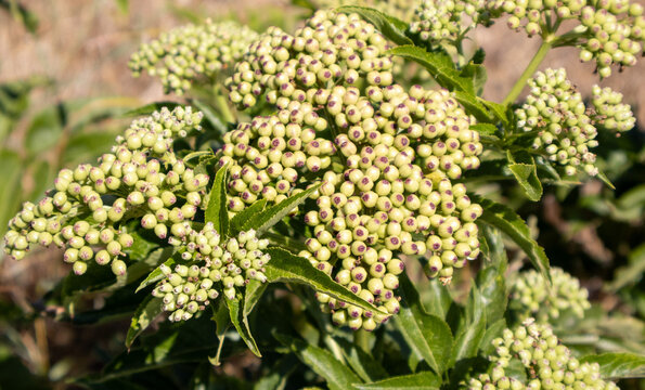 Racimo de frutos inmaduros de yezgo silvestre con hojas verdes