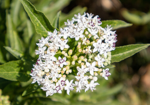 Racimo de flores blancas de yezgo silvestre con hojas verdes