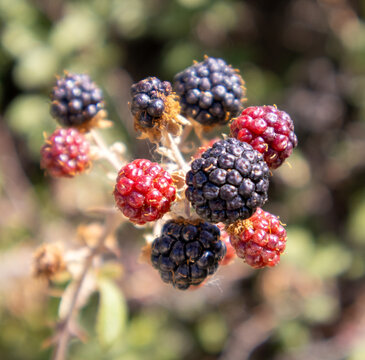 Mora silvestre con fruto rojo y negro en la naturaleza