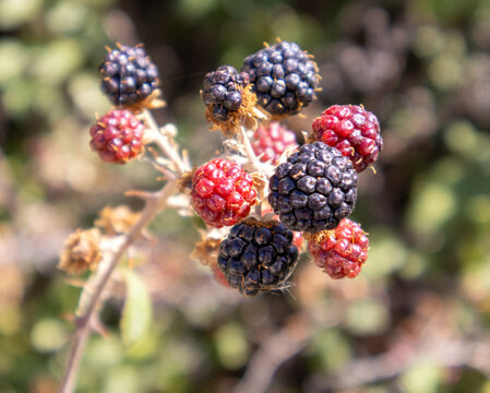 Mora silvestre con fruto rojo y negro en la naturaleza