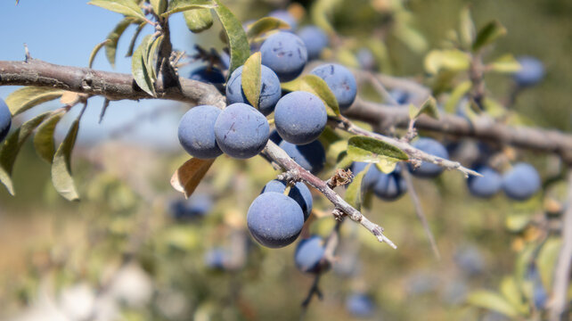 Racimo de bayas azules arandanos silvestres maduras en rama