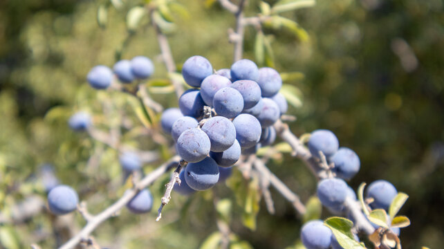Racimo de bayas azules arandanos silvestres maduras en rama