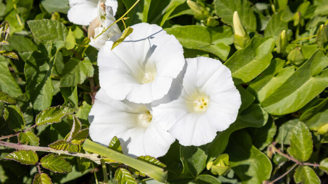 Flores blancas de enredadera silvestre entre hojas verdes