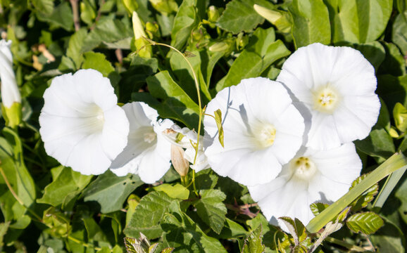 Flores blancas de enredadera silvestre entre hojas verdes