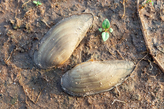Two freshwater mussel shells lying on damp muddy soil with small green plant sprouts