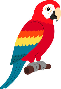 Scarlet Macaw Parrot