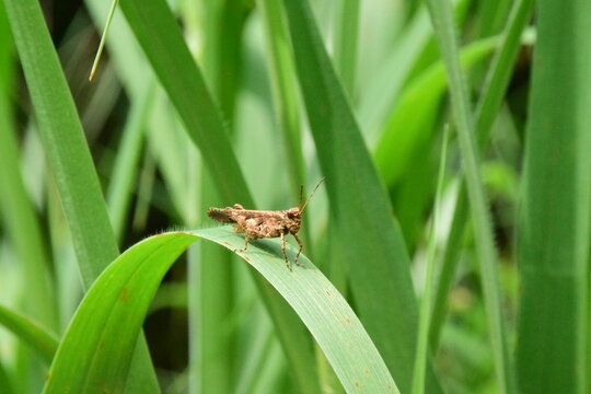 Small brown grasshopper perched on a green leaf blade in the natural meadow