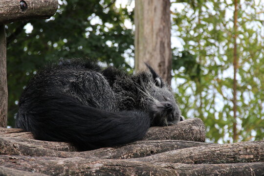 binturong (or bearcat) in a zoo in france 