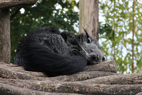 binturong (or bearcat) in a zoo in france 