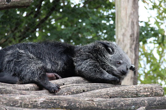 binturong (or bearcat) in a zoo in france 