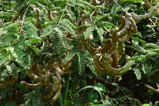 Raw green tamarind pods hanging heavily on tree branches with compound leaves in a tropical garden
