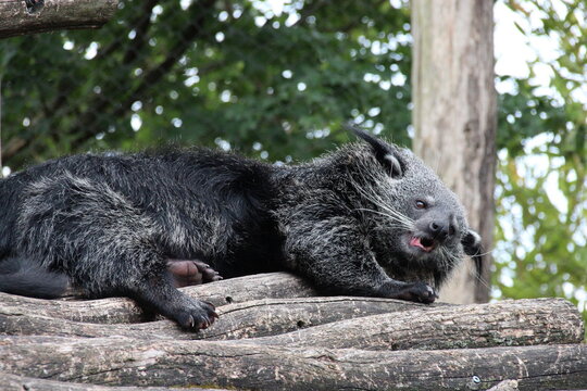 binturong (or bearcat) in a zoo in france 