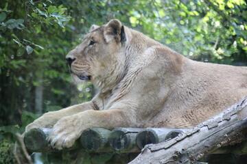 Fototapeta premium asian lioness in a zoo in france 