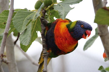 Obraz premium australian bird (lorikeet) in a zoo in france 