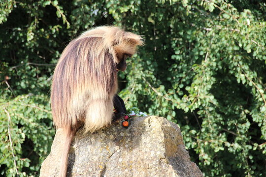 african monkey (gelada) in a zoo in france 