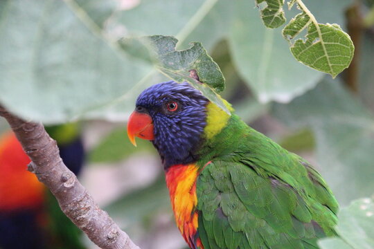 australian bird (lorikeet) in a zoo in france 
