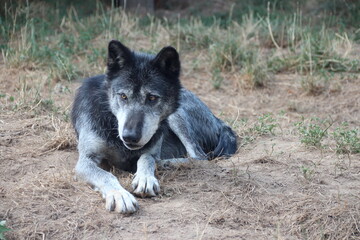 canadian wolf in a zoo in france  © frdric