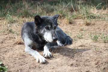 canadian wolf in a zoo in france  © frdric
