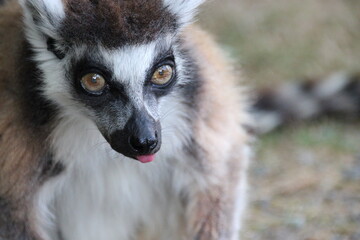 Fototapeta premium ring-tailed lemur in a zoo in france 